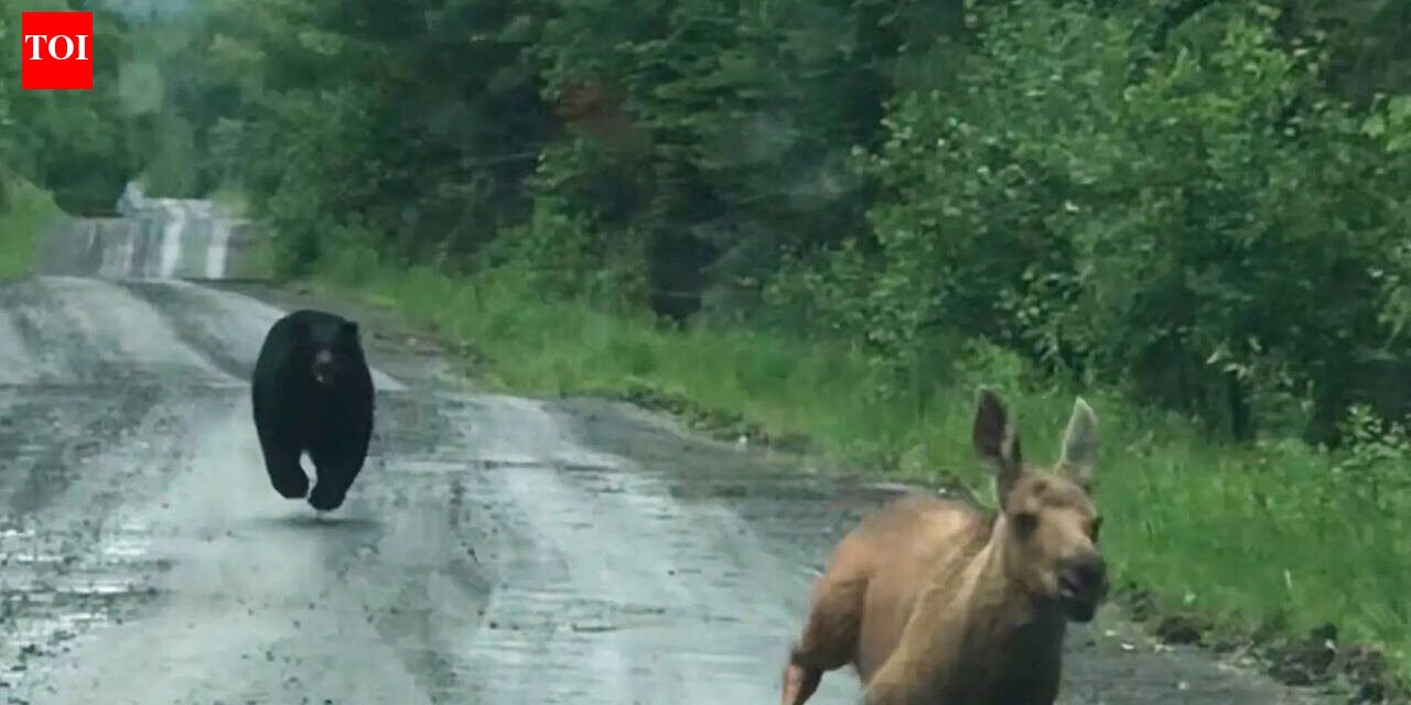 A Maine couple thought they were going to photograph a moose. Instead, a calf and a bear burst out of the woods, giving them a few seconds to decide whether to intervene