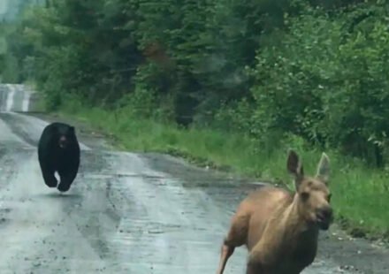 A Maine couple thought they were going to photograph a moose. Instead, a calf and a bear burst out of the woods, giving them a few seconds to decide whether to intervene