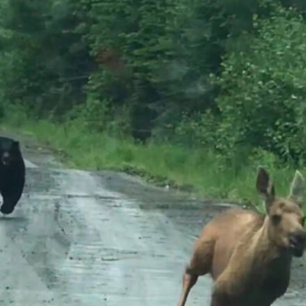 A Maine couple thought they were going to photograph a moose. Instead, a calf and a bear burst out of the woods, giving them a few seconds to decide whether to intervene