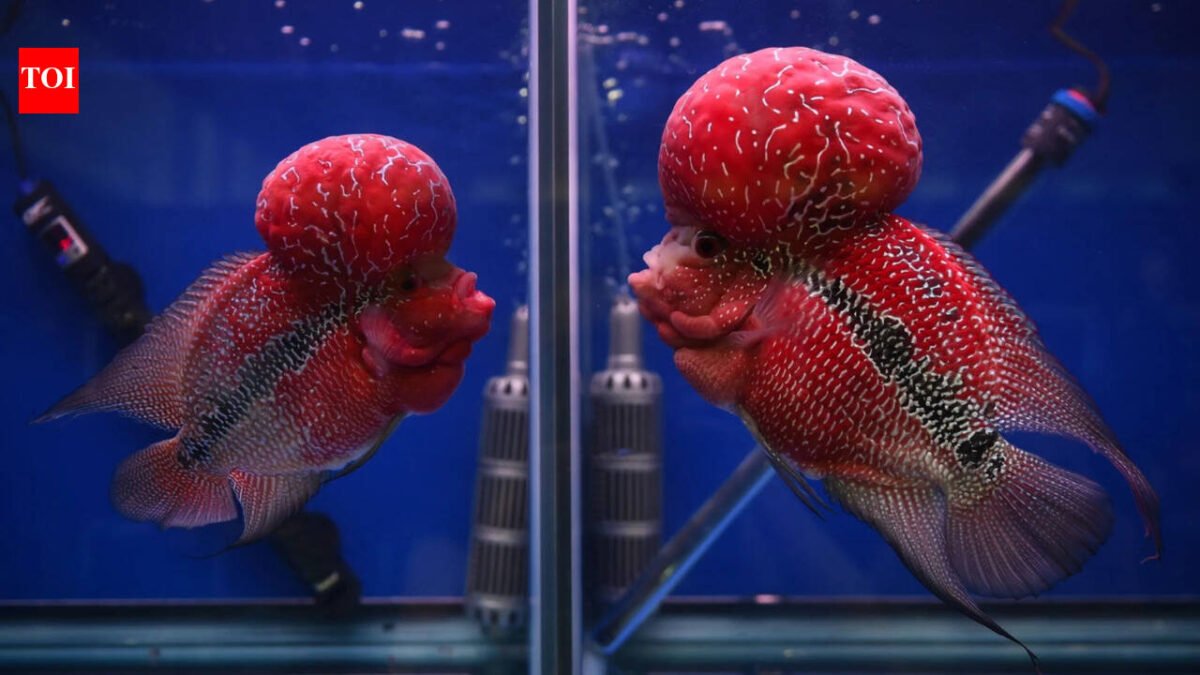 A captive-bred ornamental fish prized for its bright colors and humps has escaped into a crater lake in the Philippines, and scientists fear it could threaten local biodiversity