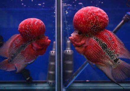 A captive-bred ornamental fish prized for its bright colors and humps has escaped into a crater lake in the Philippines, and scientists fear it could threaten local biodiversity