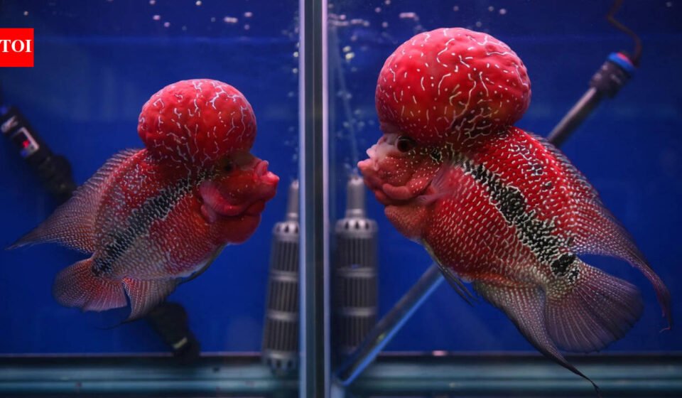 A captive-bred ornamental fish prized for its bright colors and humps has escaped into a crater lake in the Philippines, and scientists fear it could threaten local biodiversity