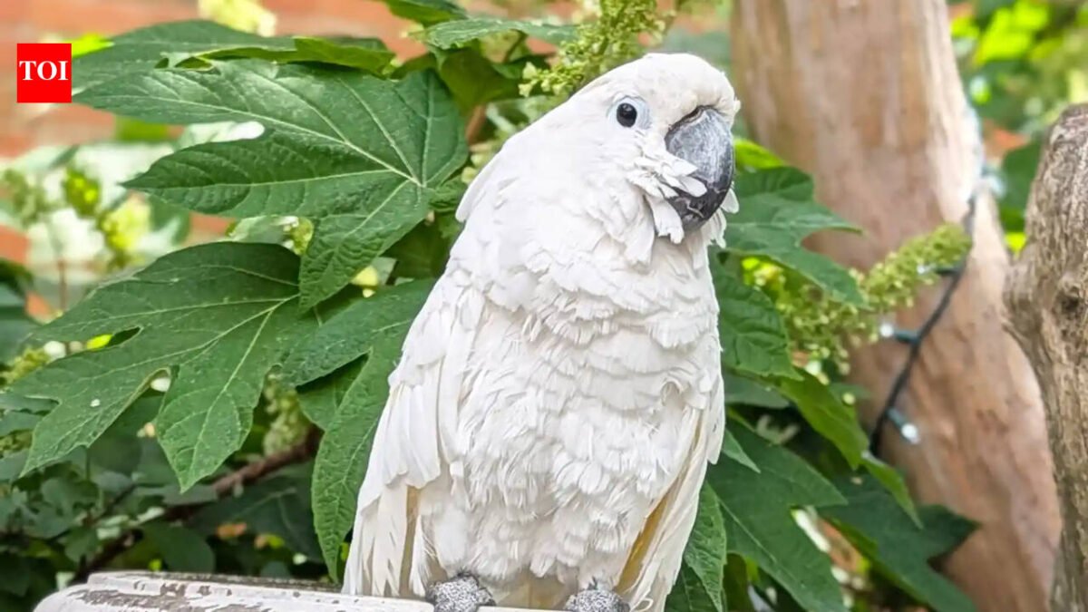 A cockatoo in Virginia was blind for about 10 years before surgery restored his sight; he became a therapy bird and raised a record $33,674, winning Pet of the Year