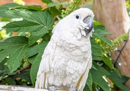 A cockatoo in Virginia was blind for about 10 years before surgery restored his sight; he became a therapy bird and raised a record $33,674, winning Pet of the Year