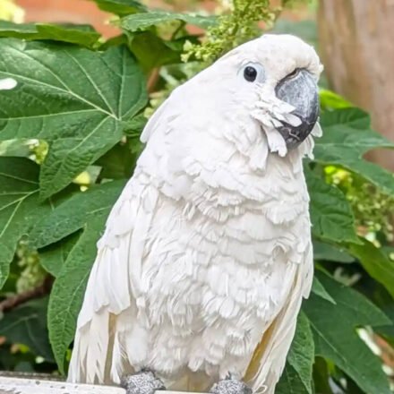 A cockatoo in Virginia was blind for about 10 years before surgery restored his sight; he became a therapy bird and raised a record $33,674, winning Pet of the Year