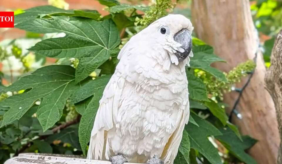 A cockatoo in Virginia was blind for about 10 years before surgery restored his sight; he became a therapy bird and raised a record $33,674, winning Pet of the Year