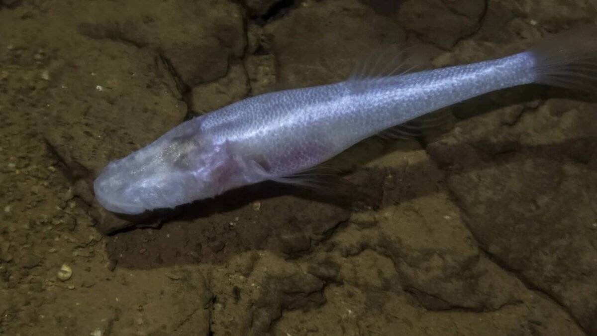 A scientist slipped into a pool beneath a U.S. military base and discovered a fish later named the "Devil's Cave Fish" after the demon king from Stranger Things