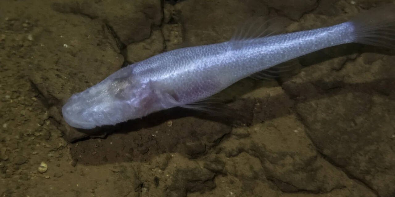 A scientist slipped into a pool beneath a U.S. military base and discovered a fish later named the "Devil's Cave Fish" after the demon king from Stranger Things
