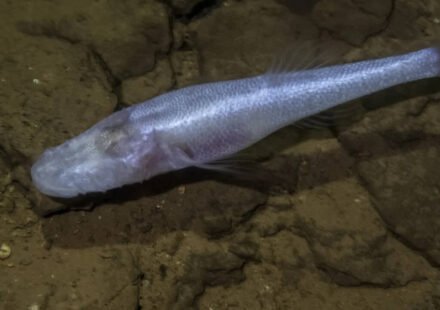 A scientist slipped into a pool beneath a U.S. military base and discovered a fish later named the "Devil's Cave Fish" after the demon king from Stranger Things