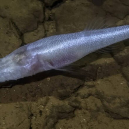 A scientist slipped into a pool beneath a U.S. military base and discovered a fish later named the "Devil's Cave Fish" after the demon king from Stranger Things