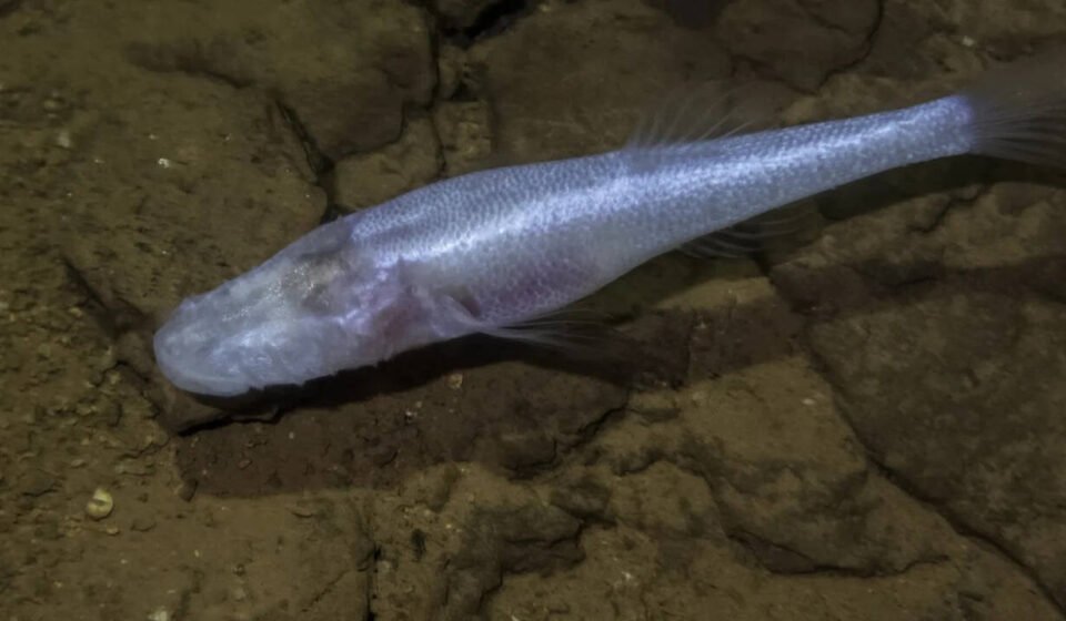A scientist slipped into a pool beneath a U.S. military base and discovered a fish later named the "Devil's Cave Fish" after the demon king from Stranger Things