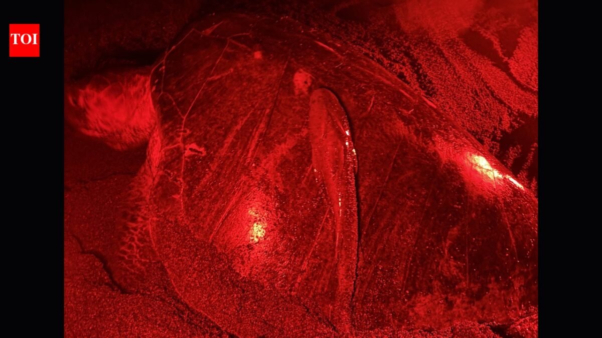 A sea turtle leaves the ocean to lay eggs in Costa Rica with a killifish attached; the fish survives outside the water by holding on for 19 minutes