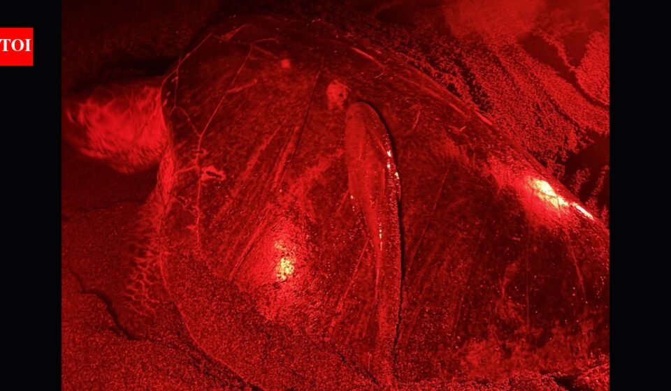 A sea turtle leaves the ocean to lay eggs in Costa Rica with a killifish attached; the fish survives outside the water by holding on for 19 minutes
