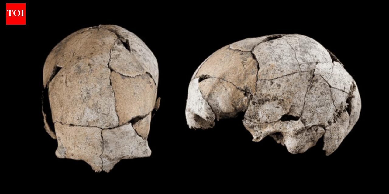 A skull found in Spain, buried beneath a Stone Age grave for 5,300 years, reveals the world's earliest ear surgery |