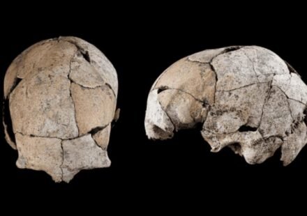 A skull found in Spain, buried beneath a Stone Age grave for 5,300 years, reveals the world's earliest ear surgery |
