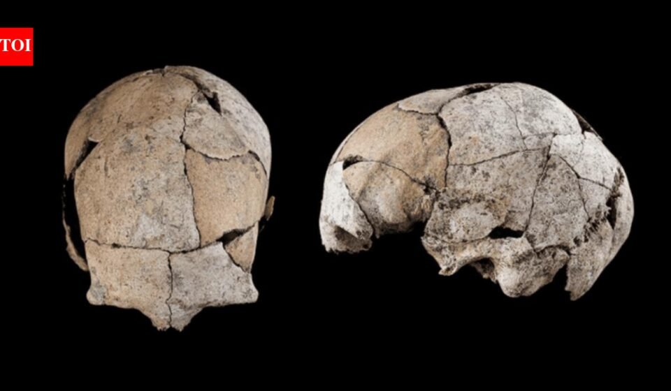 A skull found in Spain, buried beneath a Stone Age grave for 5,300 years, reveals the world's earliest ear surgery |