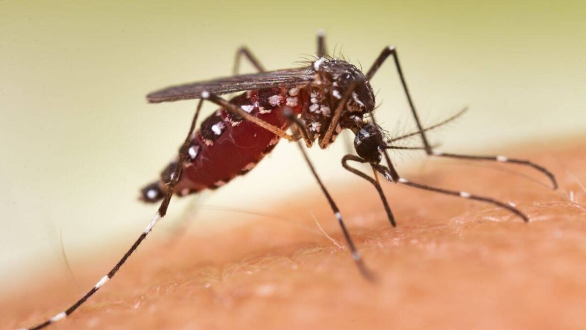 Affluent US neighborhoods spend money spraying for mosquitoes: By 2023, 84% of insects in sampled blocks have evolved resistance and are aware of their capabilities