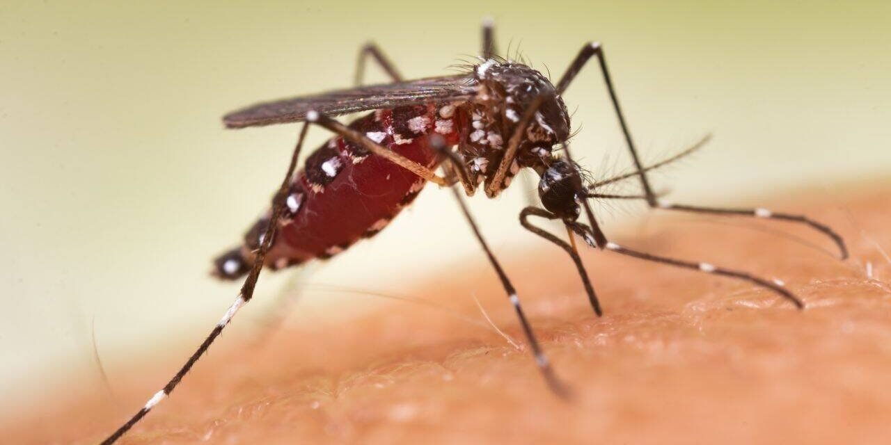 Affluent US neighborhoods spend money spraying for mosquitoes: By 2023, 84% of insects in sampled blocks have evolved resistance and are aware of their capabilities