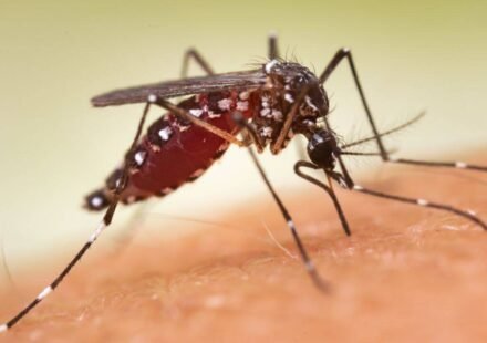 Affluent US neighborhoods spend money spraying for mosquitoes: By 2023, 84% of insects in sampled blocks have evolved resistance and are aware of their capabilities