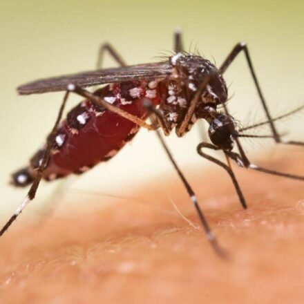 Affluent US neighborhoods spend money spraying for mosquitoes: By 2023, 84% of insects in sampled blocks have evolved resistance and are aware of their capabilities