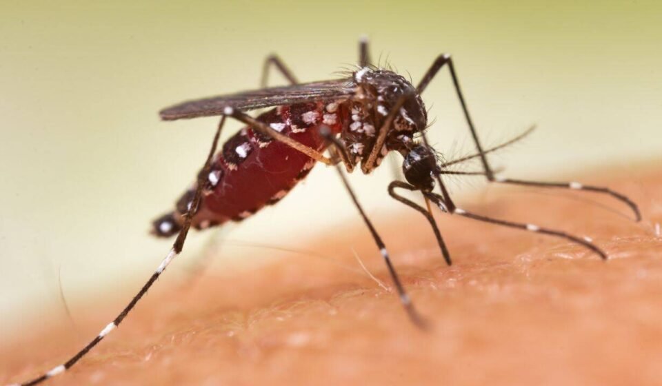 Affluent US neighborhoods spend money spraying for mosquitoes: By 2023, 84% of insects in sampled blocks have evolved resistance and are aware of their capabilities