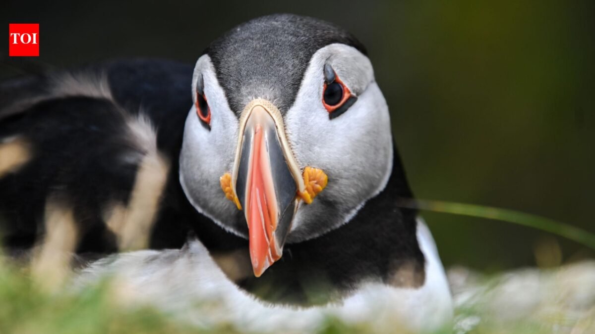After 15 weeks of careful monitoring, the first puffin chick in 30 years has just been born off England's south coast, bringing new hope to the country's last continental colony |