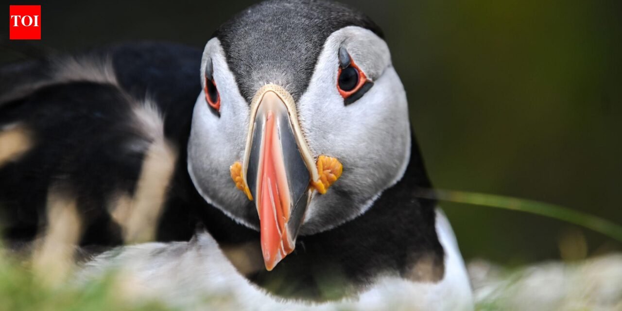 After 15 weeks of careful monitoring, the first puffin chick in 30 years has just been born off England's south coast, bringing new hope to the country's last continental colony |