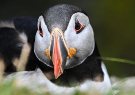 After 15 weeks of careful monitoring, the first puffin chick in 30 years has just been born off England's south coast, bringing new hope to the country's last continental colony |