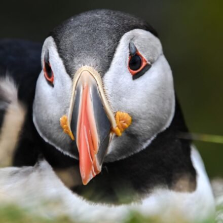 After 15 weeks of careful monitoring, the first puffin chick in 30 years has just been born off England's south coast, bringing new hope to the country's last continental colony |