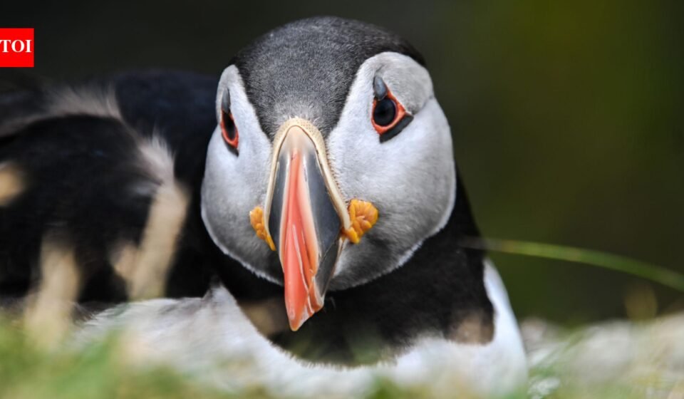 After 15 weeks of careful monitoring, the first puffin chick in 30 years has just been born off England's south coast, bringing new hope to the country's last continental colony |