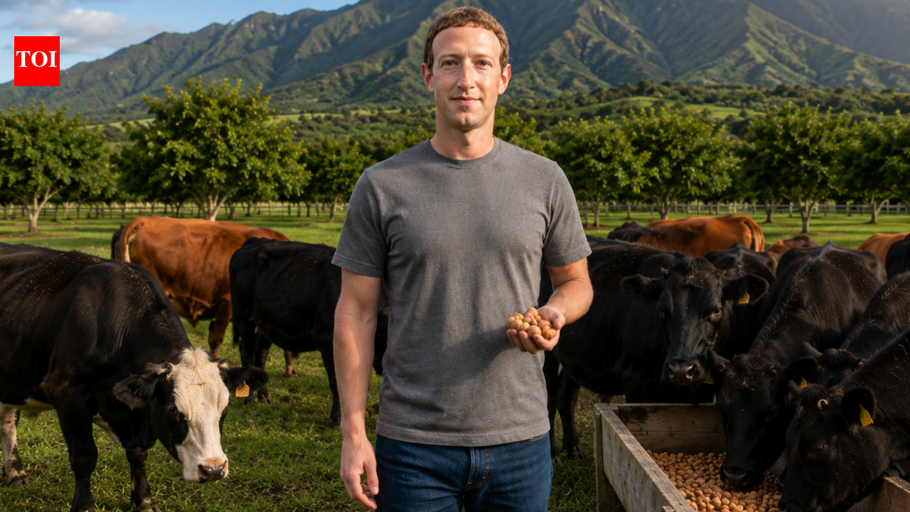 After building a tech empire, Mark Zuckerberg is feeding his cows beer and macadamia nuts as he aims to create the world's best beef | World News