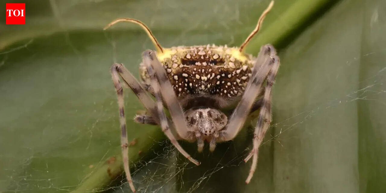 Amazon: Scientists have discovered a spider in the Amazon that looks so much like a parasitic fungus that they first mistook it for a mushroom