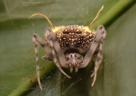 Amazon: Scientists have discovered a spider in the Amazon that looks so much like a parasitic fungus that they first mistook it for a mushroom