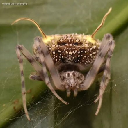 Amazon: Scientists have discovered a spider in the Amazon that looks so much like a parasitic fungus that they first mistook it for a mushroom