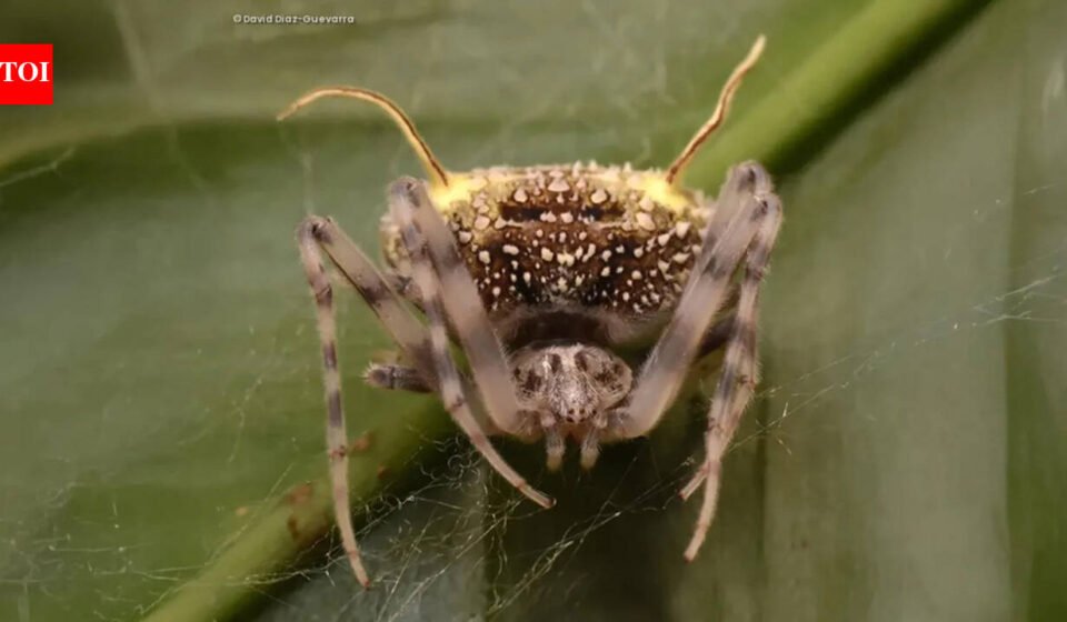 Amazon: Scientists have discovered a spider in the Amazon that looks so much like a parasitic fungus that they first mistook it for a mushroom