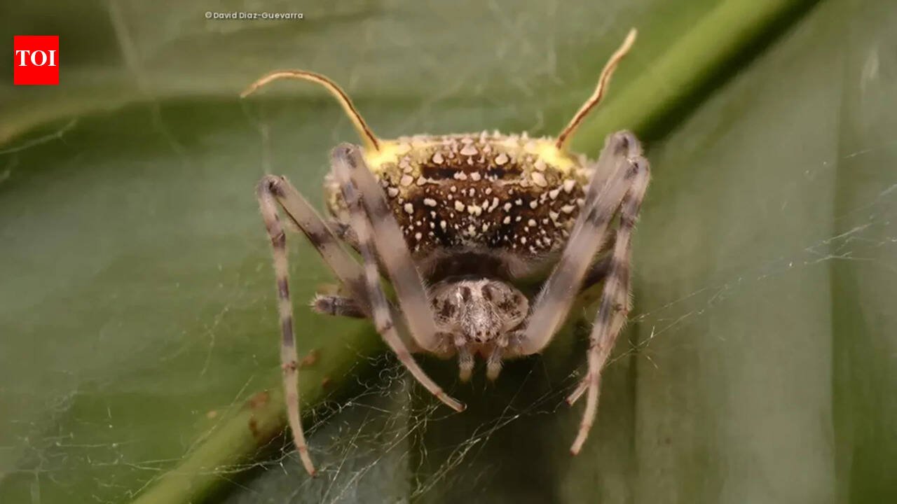 Amazon: Scientists have discovered a spider in the Amazon that looks so much like a parasitic fungus that they first mistook it for a mushroom