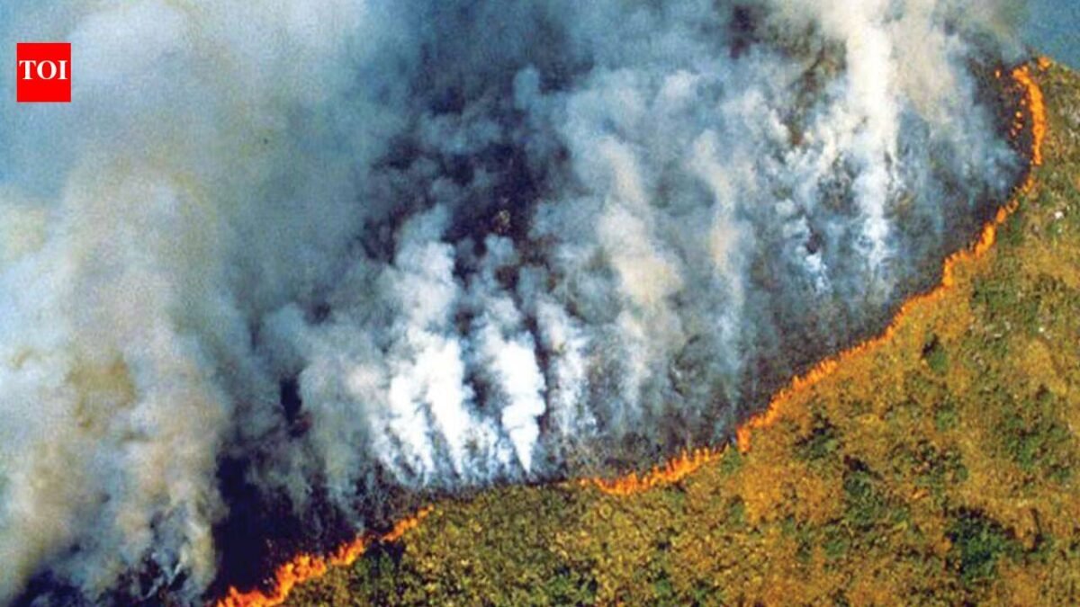 Amazon fires peaked during the 2024 drought. A year later, the area burned reached its lowest level since records began in 1985