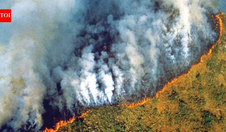 Amazon fires peaked during the 2024 drought. A year later, the area burned reached its lowest level since records began in 1985