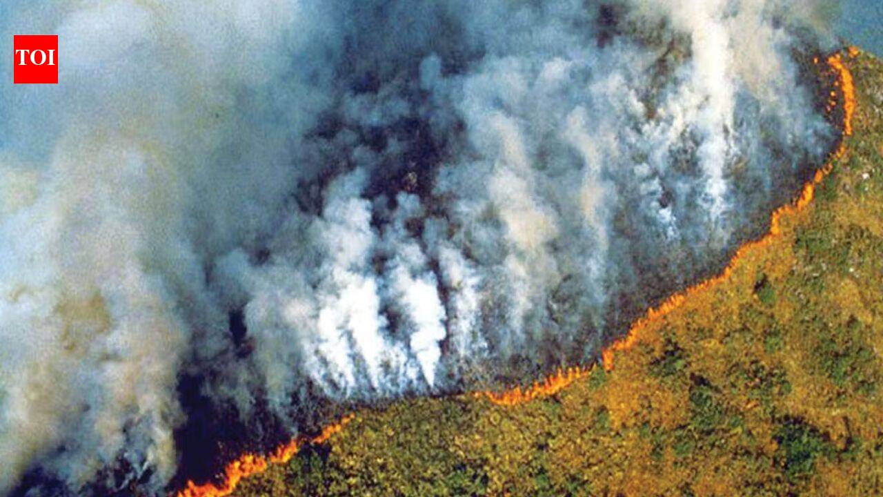 Amazon fires peaked during the 2024 drought. A year later, the area burned reached its lowest level since records began in 1985