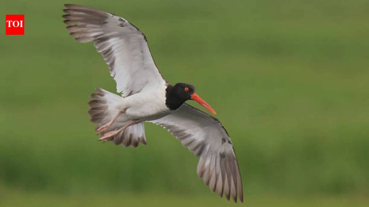 American Oystercatchers virtually extinct in New England: Numbers increase 45% along US coast after 16 states invest $10 million in conservation World News