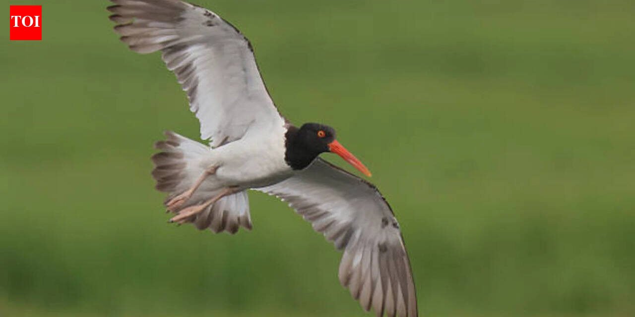 American Oystercatchers virtually extinct in New England: Numbers increase 45% along US coast after 16 states invest $10 million in conservation World News