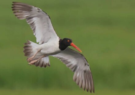 American Oystercatchers virtually extinct in New England: Numbers increase 45% along US coast after 16 states invest $10 million in conservation World News