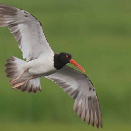 American Oystercatchers virtually extinct in New England: Numbers increase 45% along US coast after 16 states invest $10 million in conservation World News