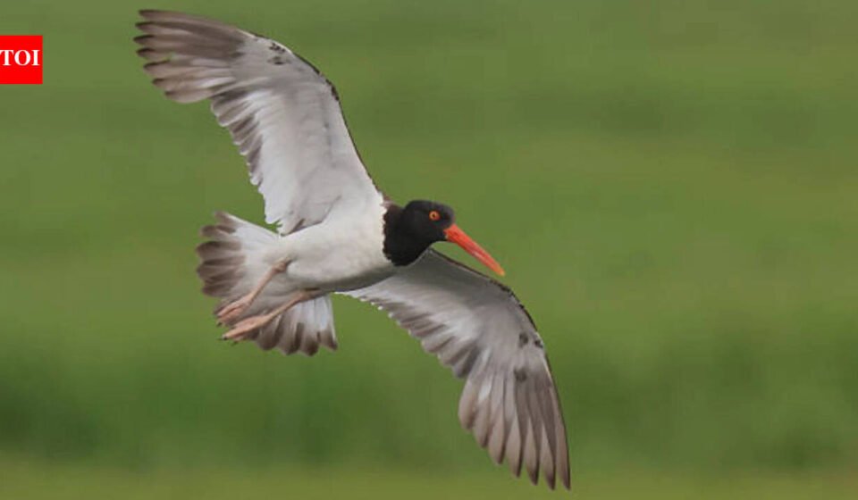 American Oystercatchers virtually extinct in New England: Numbers increase 45% along US coast after 16 states invest $10 million in conservation World News