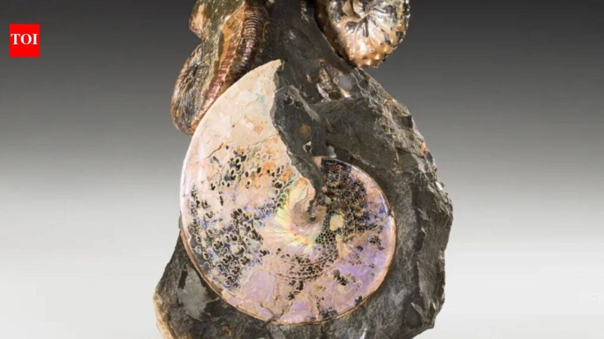 An ancient ocean once divided North America from north to south; aquatic creatures from 70 million years ago still sparkle like gems