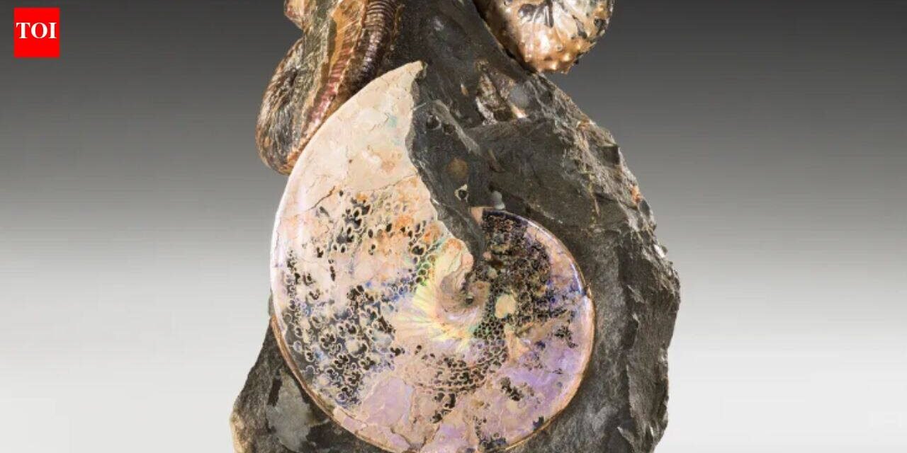 An ancient ocean once divided North America from north to south; aquatic creatures from 70 million years ago still sparkle like gems