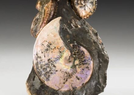 An ancient ocean once divided North America from north to south; aquatic creatures from 70 million years ago still sparkle like gems
