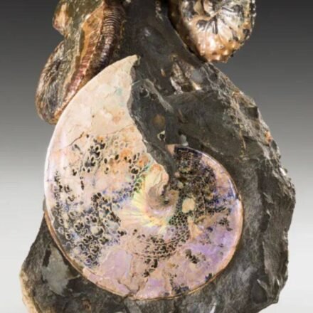 An ancient ocean once divided North America from north to south; aquatic creatures from 70 million years ago still sparkle like gems