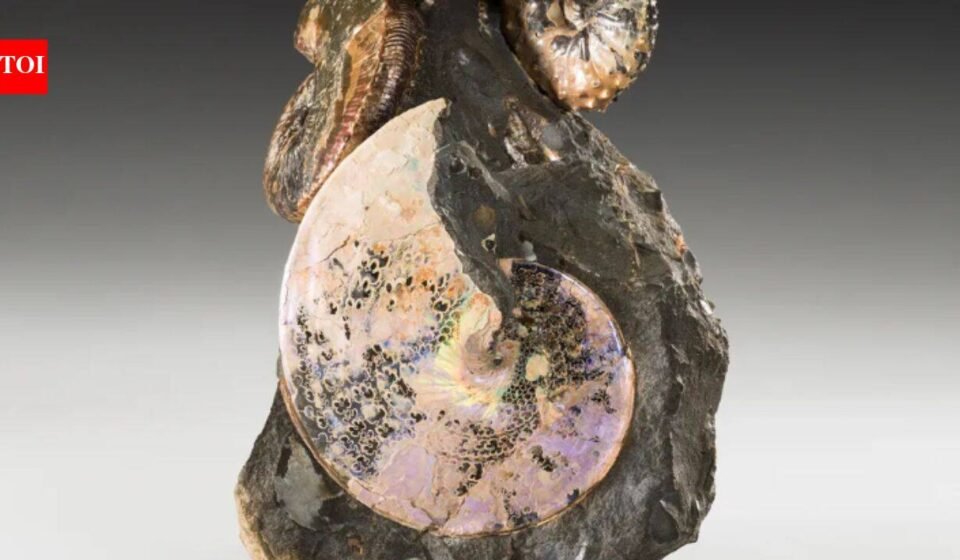 An ancient ocean once divided North America from north to south; aquatic creatures from 70 million years ago still sparkle like gems