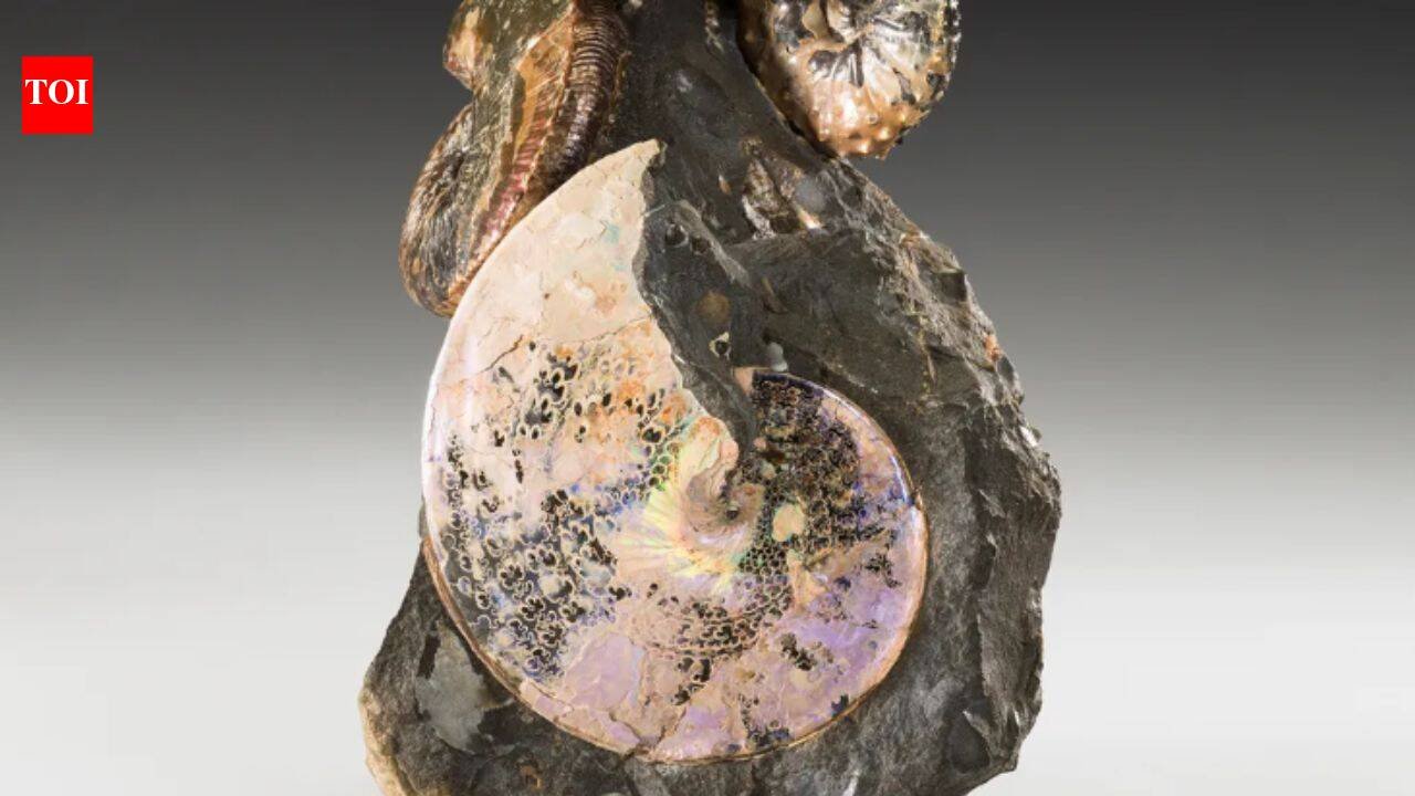 An ancient ocean once divided North America from north to south; aquatic creatures from 70 million years ago still sparkle like gems